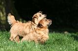 NORFOLK TERRIER 033